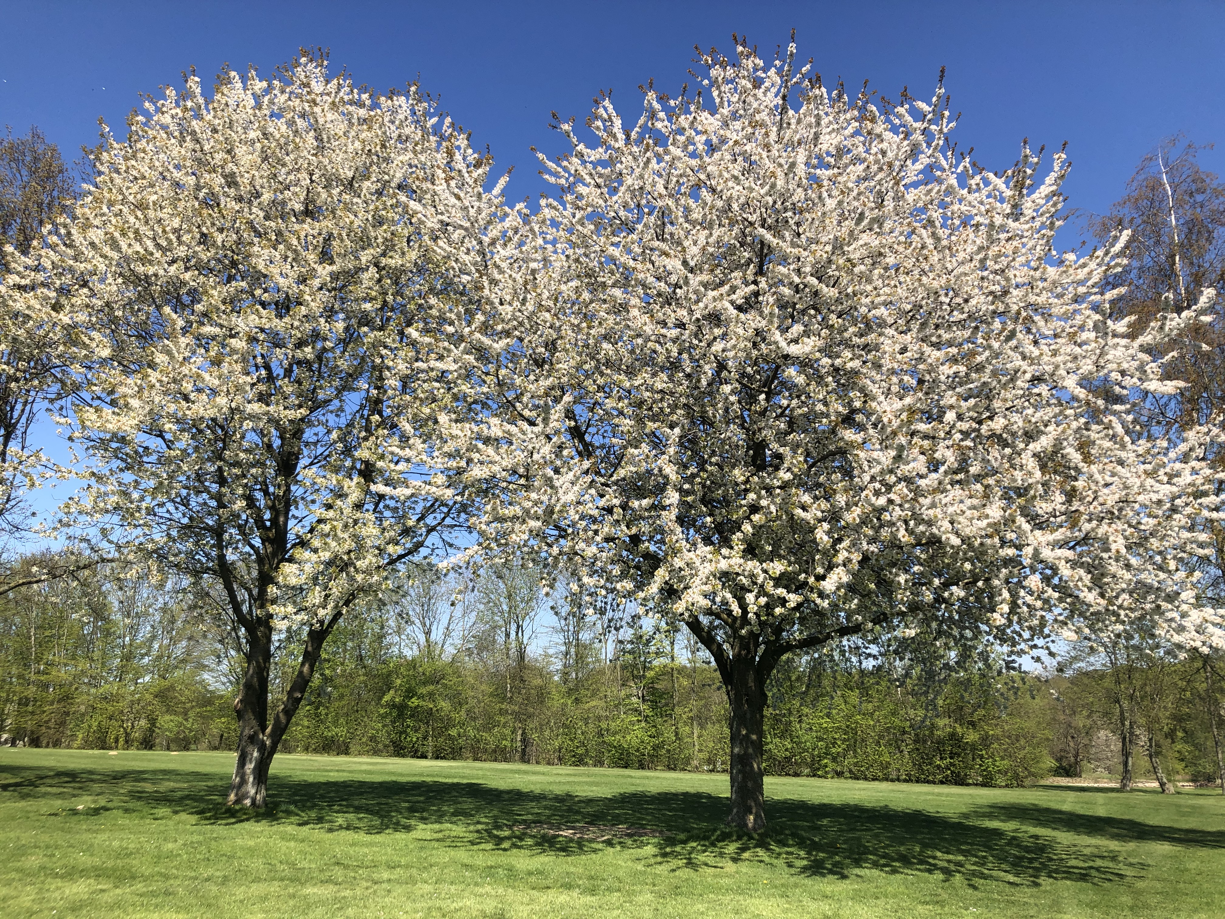 Hingucker: die blühenden Obstbäume auf dem Platz des GC Herford.