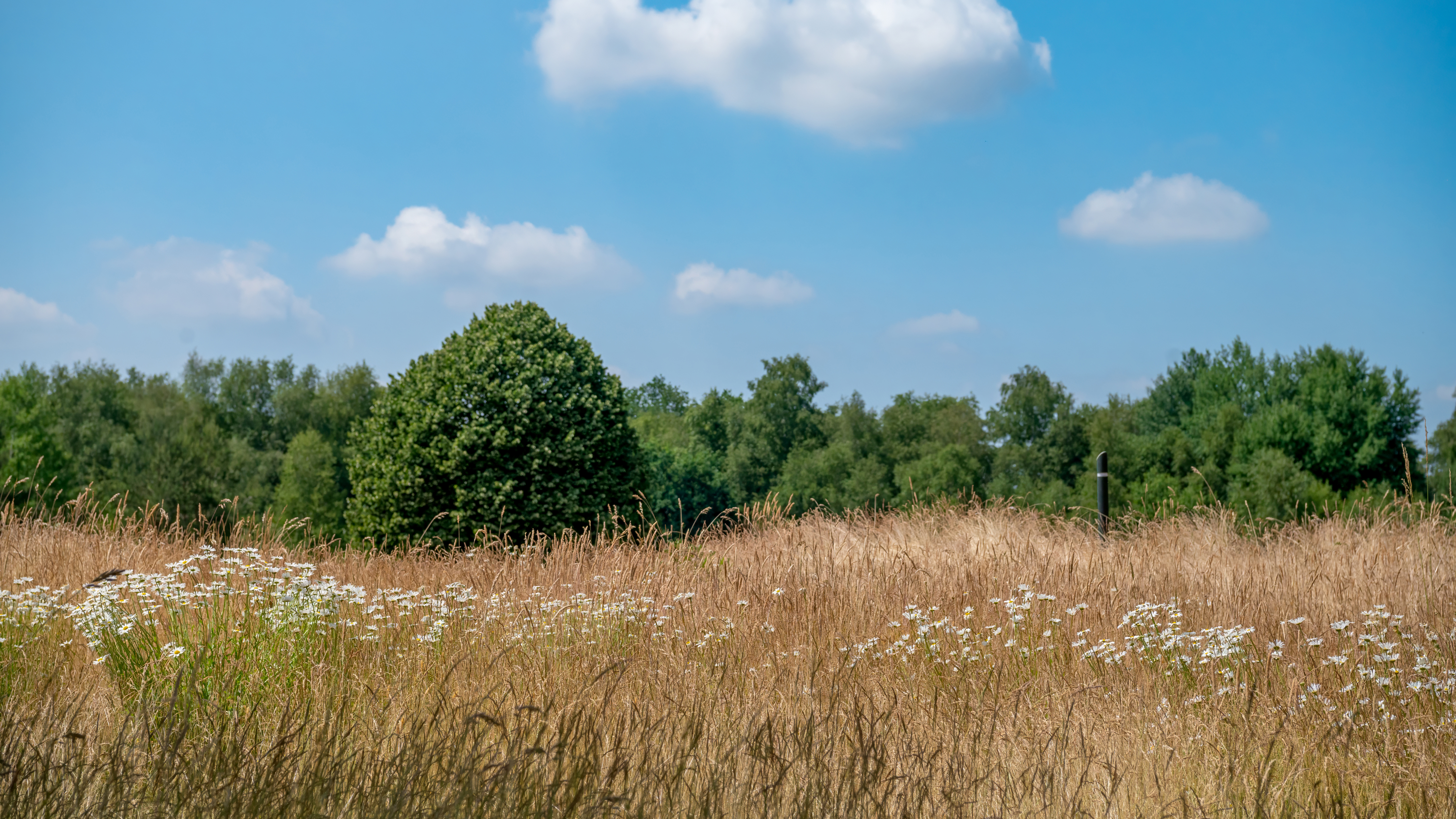 Der Lohn der Mühe: artenreiche Roughs, die auch optisch ein Highlight sind.