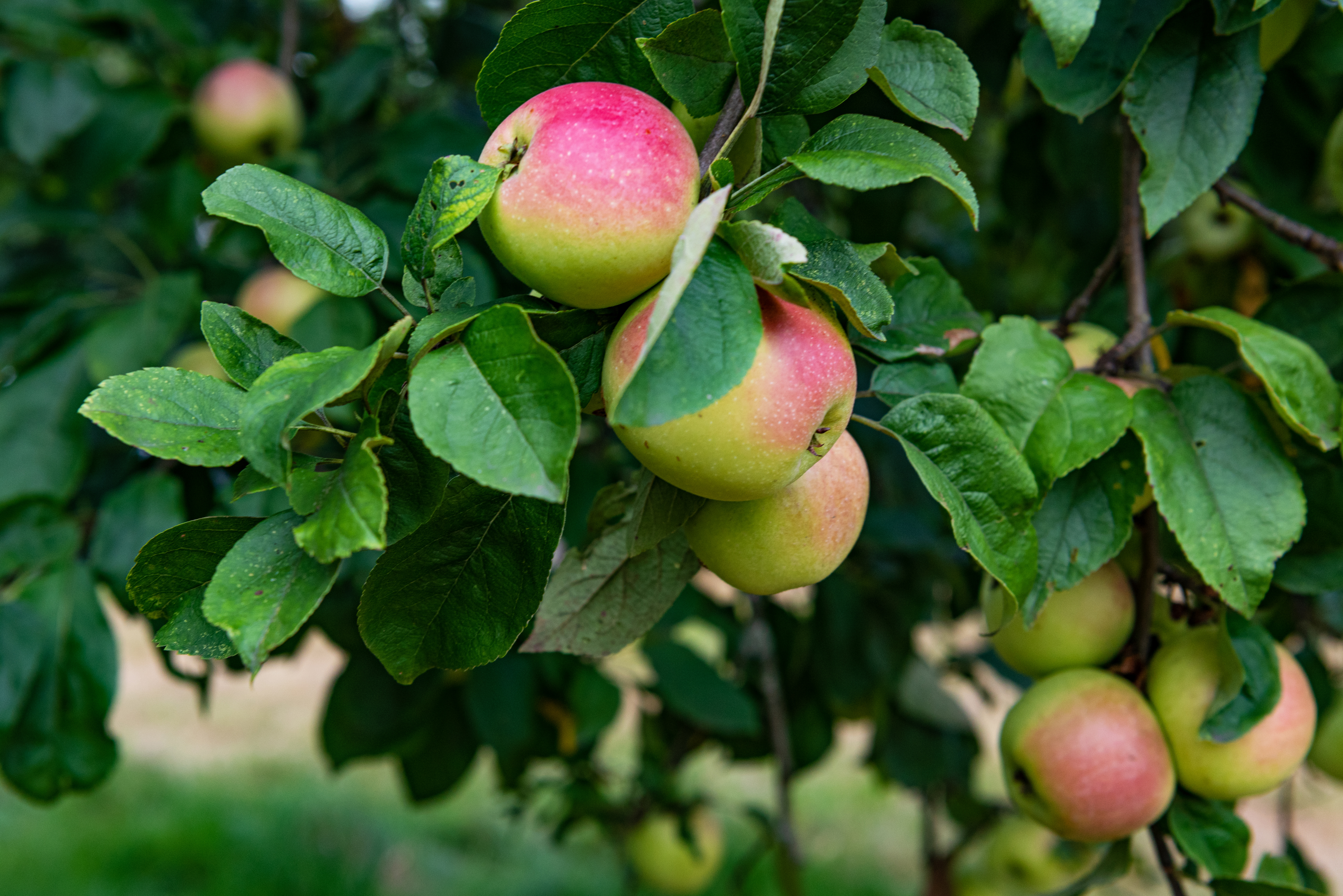 Streuobstwiesen im Achimer GC
