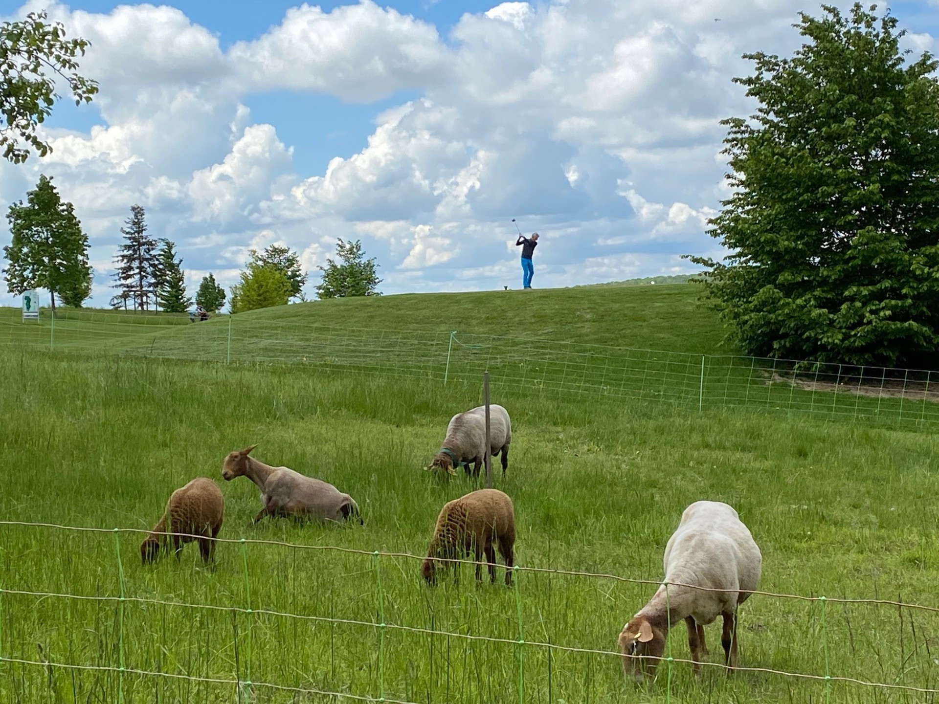 Natürliche Greenkeeper: Eine Herde aus Schafen und Ziegen mäht wechselnde Grasflächen im Golf-Club Heilbronn-Hohenlohe. 