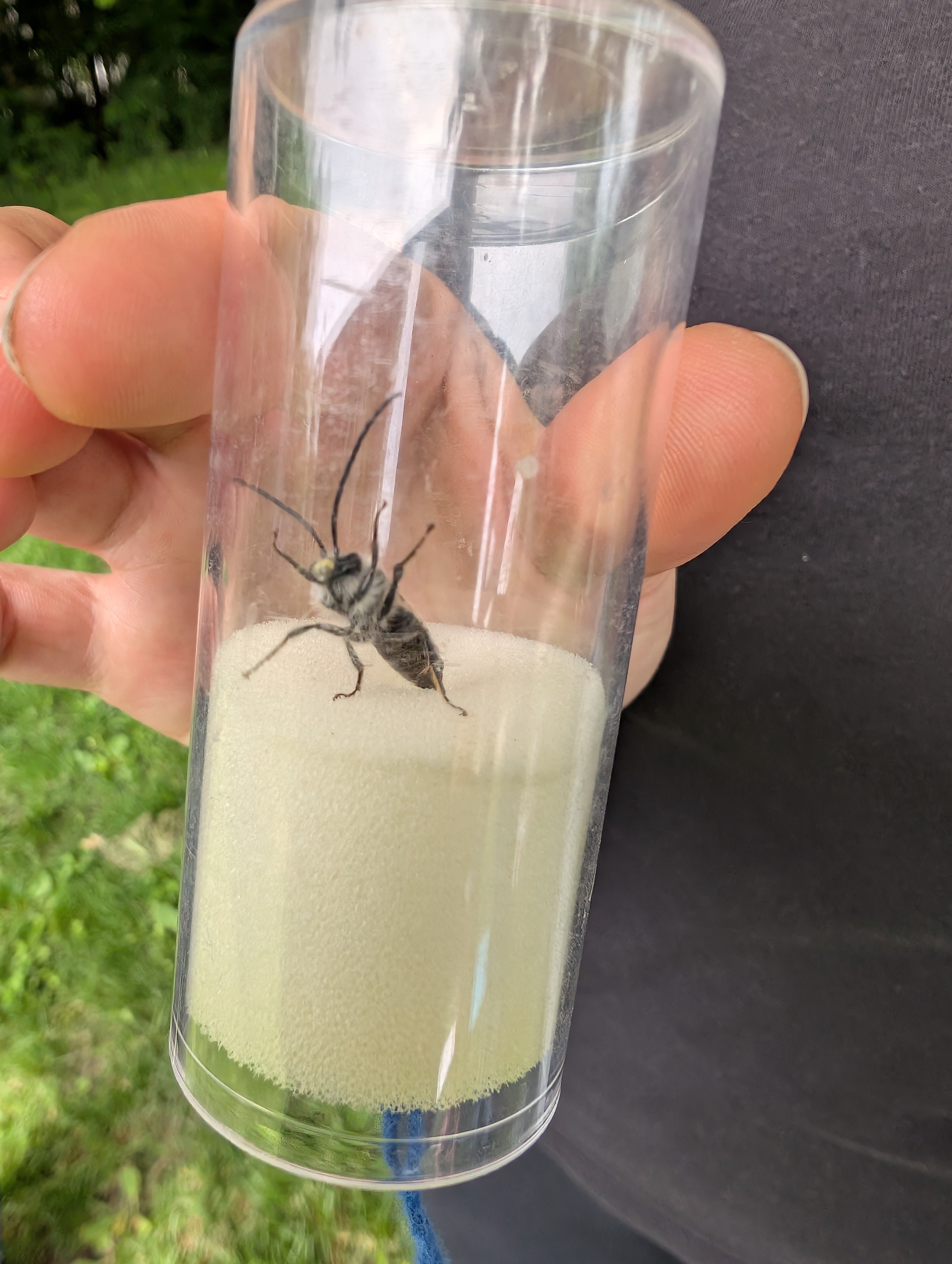 Männliche Langhornbiene