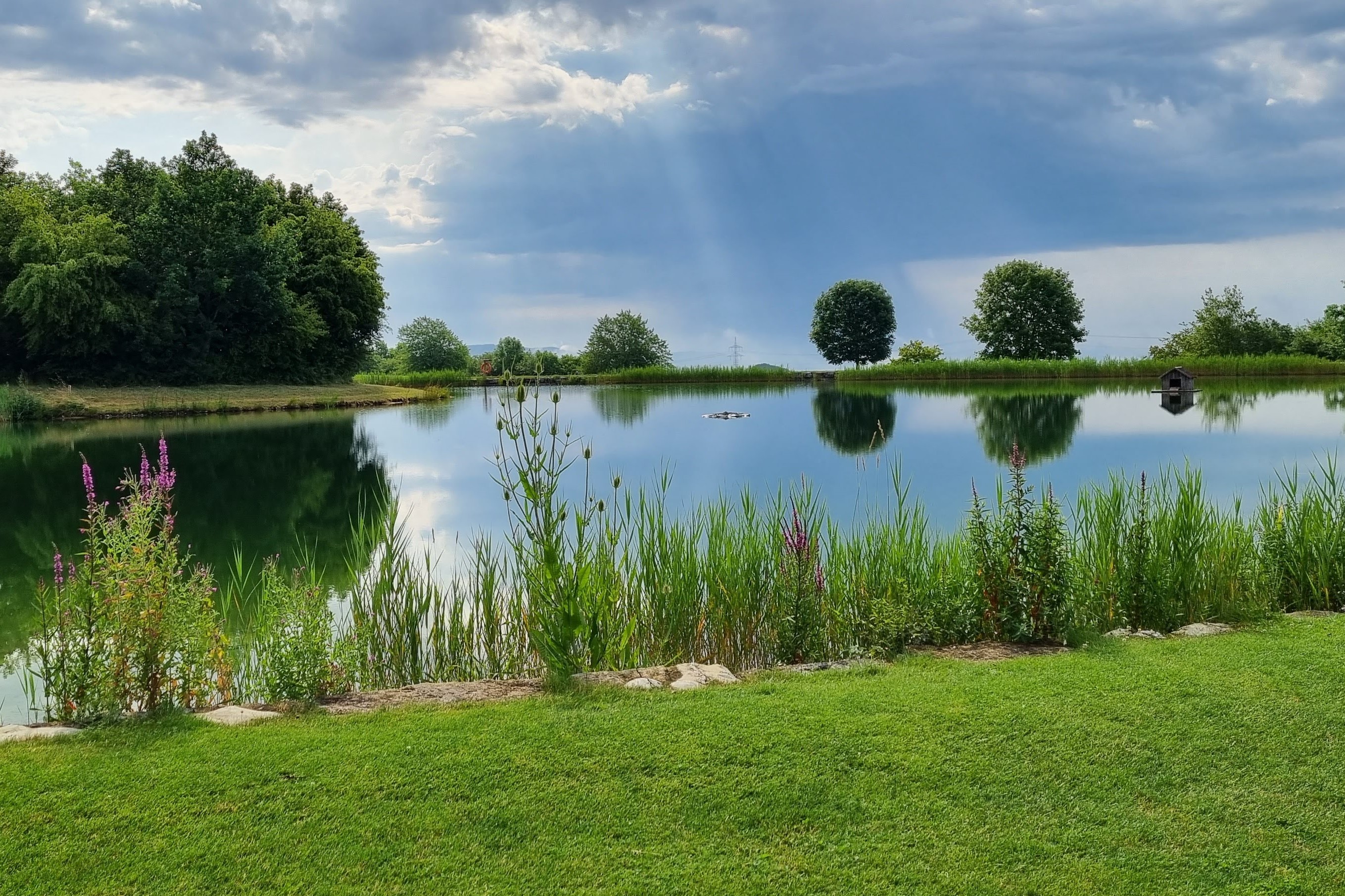 Teich 3 Golfclub Obere Alp.