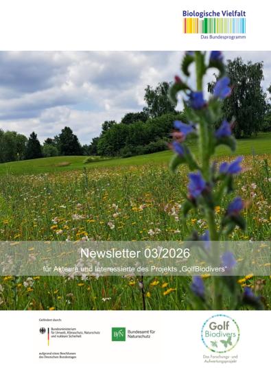 Newsletter 3/2026 Wildbienen auf Golfanlagen und Blühstreifen